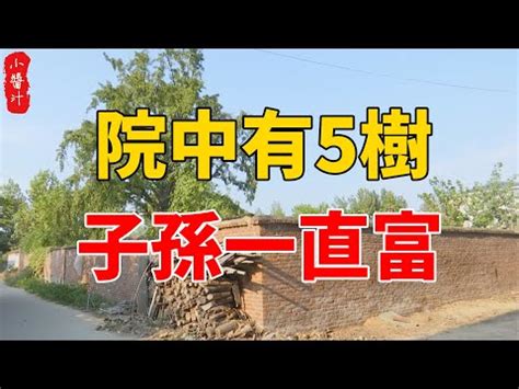 橄欖樹風水|種樹改運：實用風水術